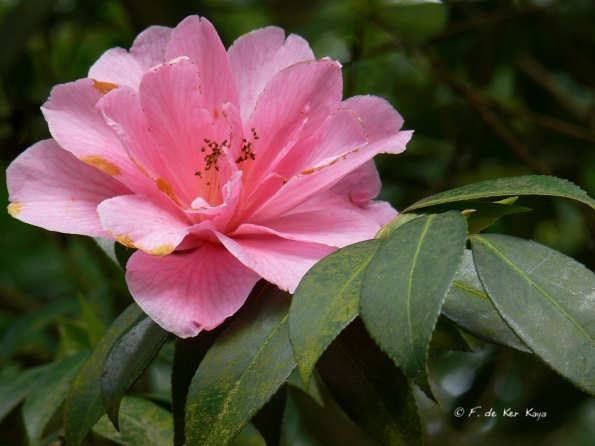 Bois des Moutiers (118) mai 2012